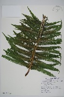 假毛蕨藏品圖，第1張