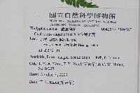 假毛蕨藏品圖，第2張