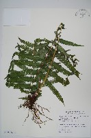 假毛蕨藏品圖，第3張