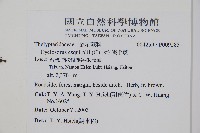 假毛蕨藏品圖，第4張