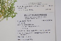 玉山卷柏藏品圖，第2張