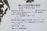 大葉貞蕨藏品圖，第2張