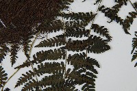 大葉貞蕨藏品圖，第3張