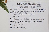 南洋假鱗毛蕨藏品圖，第2張