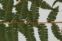 南洋假鱗毛蕨藏品圖，第3張