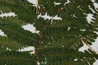 南洋假鱗毛蕨藏品圖，第4張