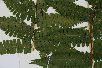 南洋假鱗毛蕨藏品圖，第5張