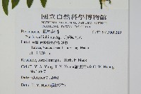 瓦氏鳳尾蕨藏品圖，第2張