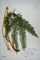 瓦氏鳳尾蕨藏品圖，第3張