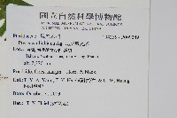 瓦氏鳳尾蕨藏品圖，第4張