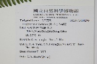 方桿蕨藏品圖，第2張