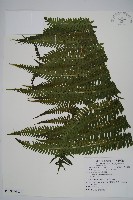 方桿蕨藏品圖，第3張