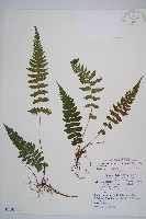 東洋蹄蓋蕨藏品圖，第1張