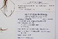 東洋蹄蓋蕨藏品圖，第2張