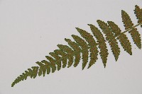 東洋蹄蓋蕨藏品圖，第3張