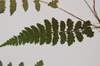 東洋蹄蓋蕨藏品圖，第4張