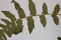 東洋蹄蓋蕨藏品圖，第5張