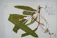 蓧蕨藏品圖，第1張