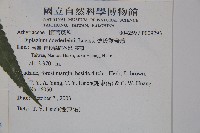 廣葉鋸齒雙蓋蕨藏品圖，第2張