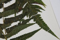 廣葉鋸齒雙蓋蕨藏品圖，第3張