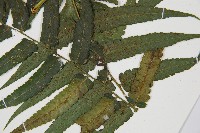 廣葉鋸齒雙蓋蕨藏品圖，第4張