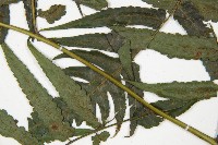 廣葉鋸齒雙蓋蕨藏品圖，第5張