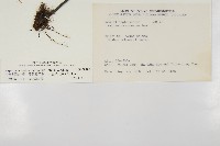 大黑柄鐵角蕨、黃鱗鐵角蕨、大羽鐵角蕨藏品圖，第2張