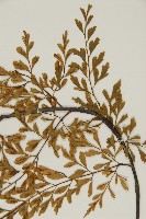 大黑柄鐵角蕨、黃鱗鐵角蕨、大羽鐵角蕨藏品圖，第3張