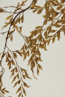 大黑柄鐵角蕨、黃鱗鐵角蕨、大羽鐵角蕨藏品圖，第4張