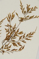 大黑柄鐵角蕨、黃鱗鐵角蕨、大羽鐵角蕨藏品圖，第5張