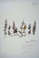 南海瓶蕨藏品圖，第1張