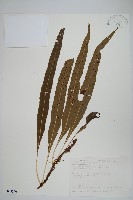 波氏星蕨藏品圖，第1張