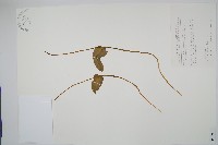 高山瓶爾小草、鈍頭瓶爾小草藏品圖，第1張