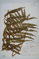 斜葉金星蕨藏品圖，第1張