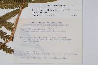 斜葉金星蕨藏品圖，第2張