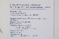 韓氏耳蕨藏品圖，第2張