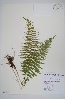 縮羽副金星蕨藏品圖，第1張