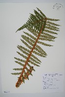 尖葉耳蕨藏品圖，第1張