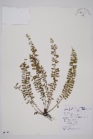 鱗柄鐵角蕨藏品圖，第1張