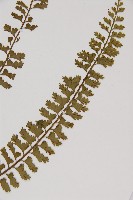 鱗柄鐵角蕨藏品圖，第3張