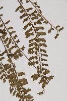 鱗柄鐵角蕨藏品圖，第5張