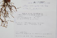 披針貫眾蕨藏品圖，第2張