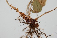 披針貫眾蕨藏品圖，第3張