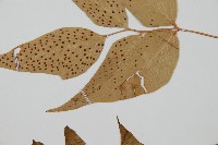 披針貫眾蕨藏品圖，第4張