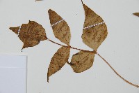 披針貫眾蕨藏品圖，第5張