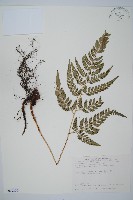 小葉複葉耳蕨藏品圖，第1張