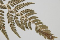 小葉複葉耳蕨藏品圖，第3張