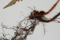 小葉複葉耳蕨藏品圖，第5張