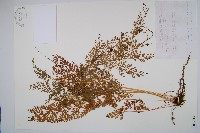 烏蕨藏品圖，第1張