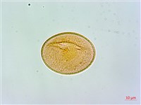 合歡蹄蓋蕨藏品圖，第3張